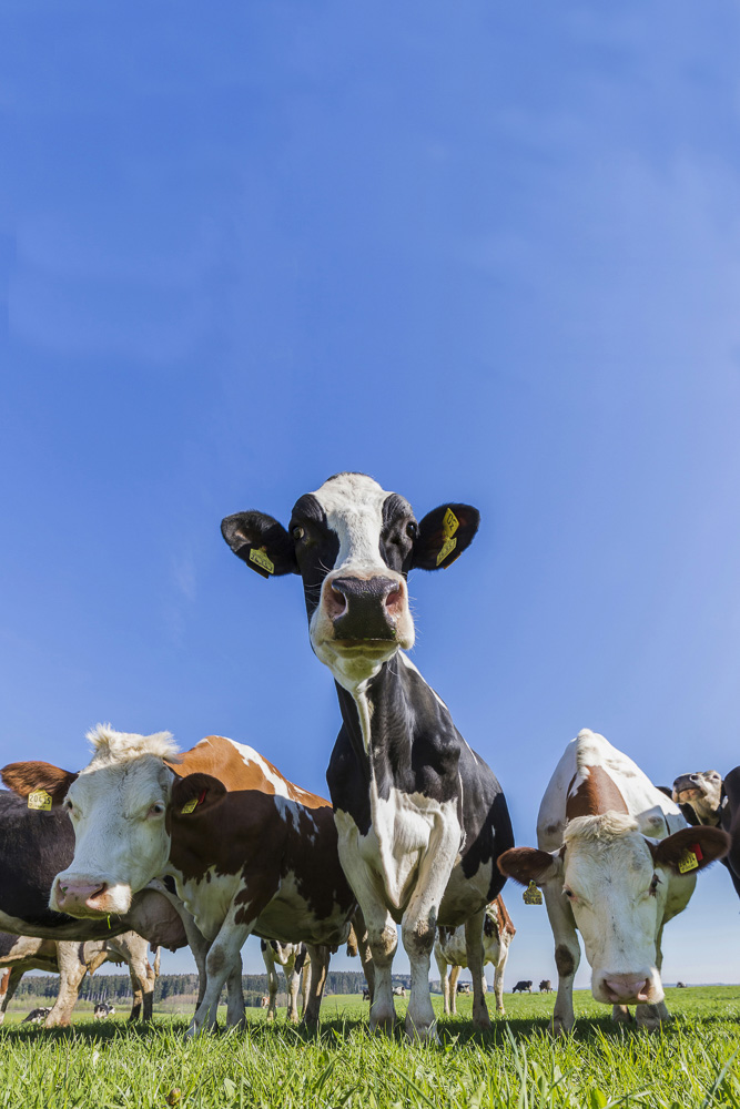 2. Platz Conny Kleiner